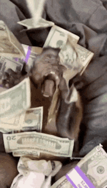 Monkey in Money Rain
