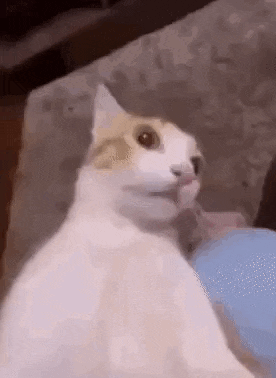 GIF via KLIPY