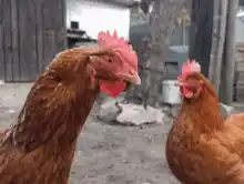 Two Chickens Staring