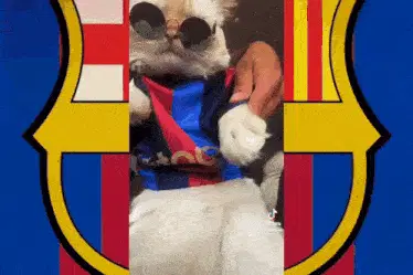 Cool Cat in Barcelona Shirt and Sunglasses