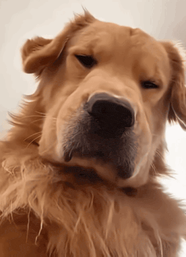 Tired Golden Retriever Dog Looks Down