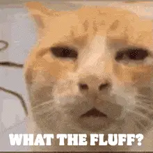 What The Fluff? Confused Cat Meme