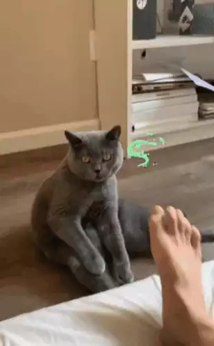 Cat Reacts to Stinky Foot