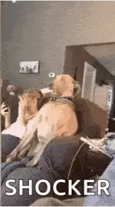 Dog's Shocked Reaction to a Shocker
