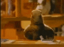 GIF