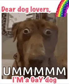 Gay Dog Gay Dogs