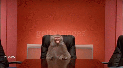 Baboon Sitting in Office Chair