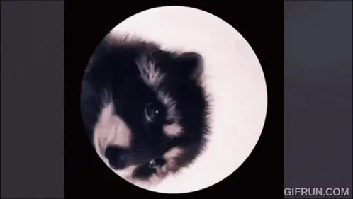 Pedro Pedro Pedro Puppy Meme