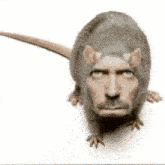 GIF uploaded by Sarah