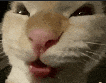 Funny Cat Meme: Tongue Out 'Hehehe' Expression