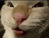 Funny Cat Meme: Tongue Out 'Hehehe' Expression