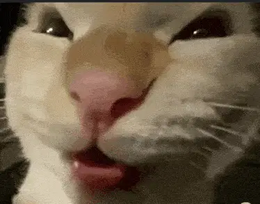 Funny Cat Meme: Tongue Out 'Hehehe' Expression – cat meme GIF free download no watermark 2026