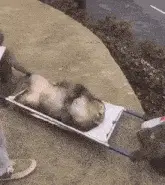 Monkey Medic Pulls Stretcher