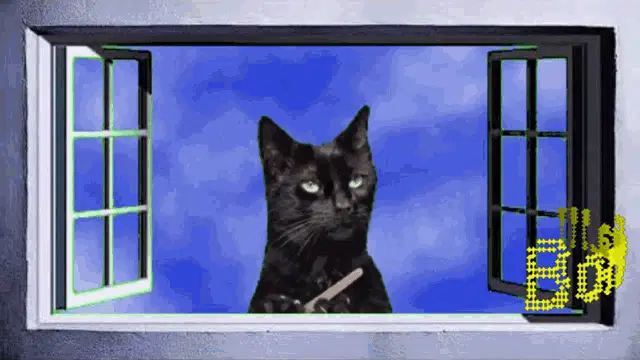 Gatinho Na Janela Bom Dia