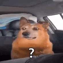 Que Fue Eso Yo No Fui: Perro Confundido
