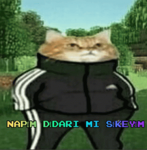 Napim Kedi