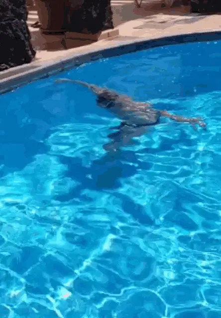 Piscina Swimming