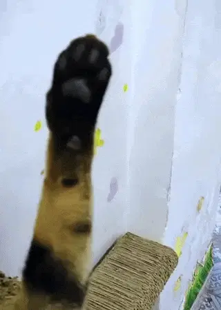 Cute Cat Waving Paw Hello
