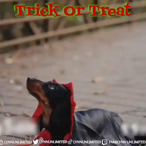 Lynn Unlimited: Dog's Halloween Trick or Treat