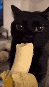 Black Cat Eats Banana