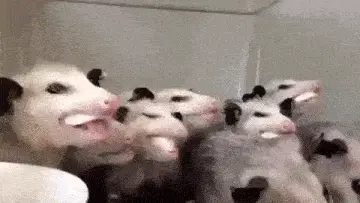 Opossum Love: Adorable Snack Time
