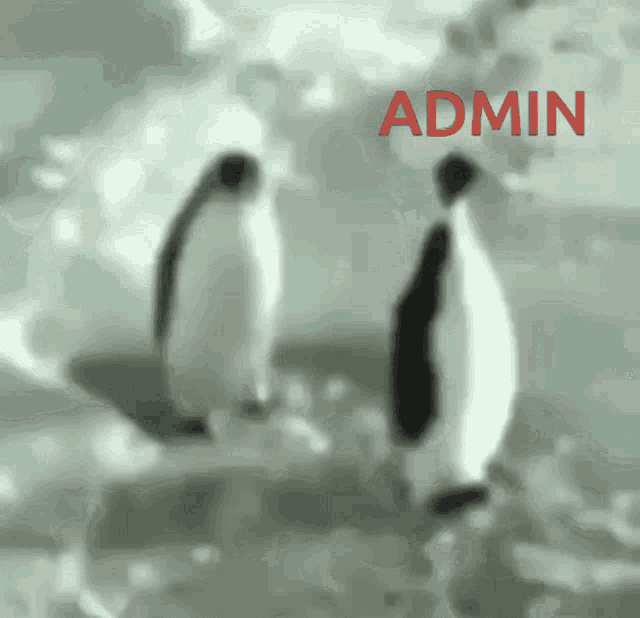 Mod Emre: Penguins with ADMIN Text
