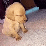 Cachorro Caindo de Sono Fofo