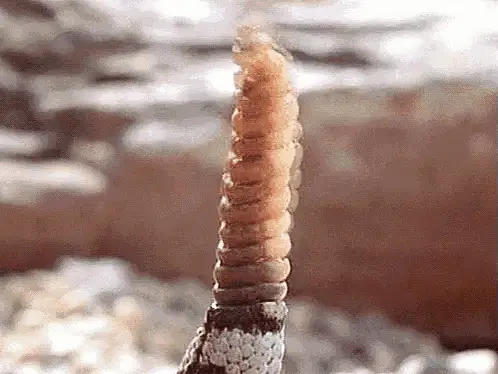 Chisme Rattlesnake Tail Rattle Shaking