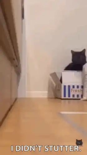 Cat Stare: 'I Didn't Stutter'