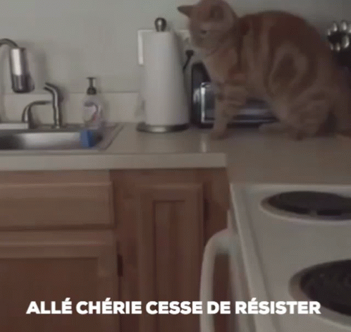 Cat Dog: Folle De Moi