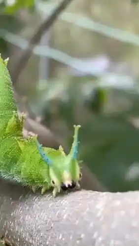 Green Caterpillar Bug