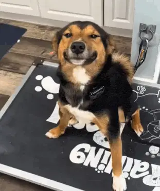 Happy Dog Smiling at Camera – dog memes meme GIF free download no watermark 2026