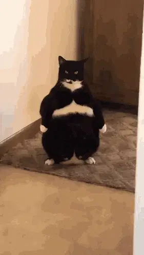 Captain America Cat Posing