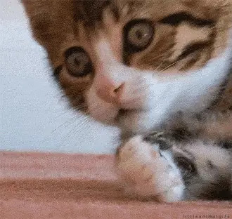 Kitten's Surprised Paw Reaction – free GIF download