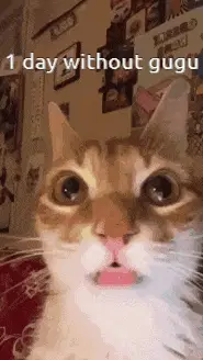 Gugu Going Insane: 1 Day Without Gugu