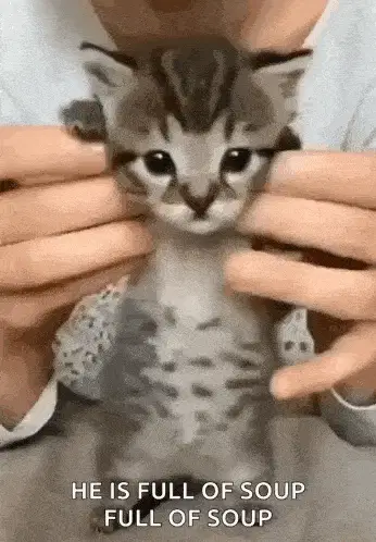 Kitten Full of Soup – memes of 2026 meme GIF free download no watermark 2026