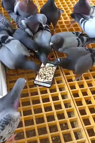 Pigeons Stupides Tentent de Manger sur Téléphone