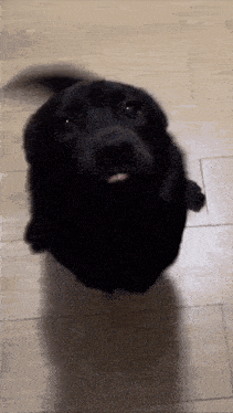 Cute Dog Pleading and Wagging Tail