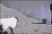 GIF uploaded by Funnygirl