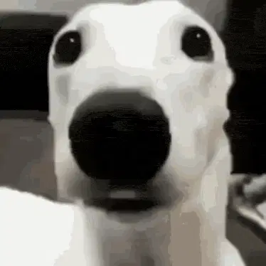 Shivering Dog Close-Up – dog memes meme GIF free download no watermark 2026
