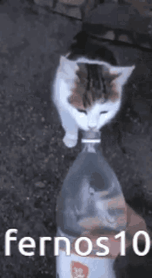 GIF