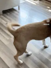 Happy Dog Hops with Excitement