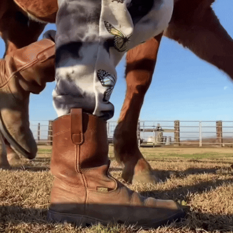 Dezmineann: Equestrian Cowgirl with Horse