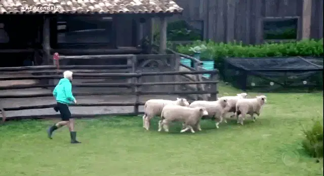 Lipe Ribeiro Herding Sheep