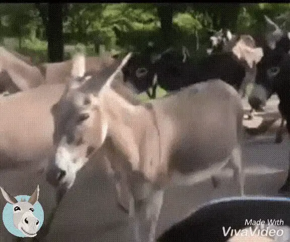 Exército Do Lula