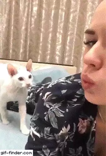Cat Smacks Woman Trying to Kiss It