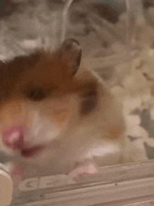 GIF