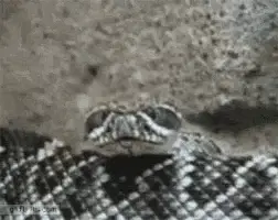 Rattlesnake Opens Mouth Wide