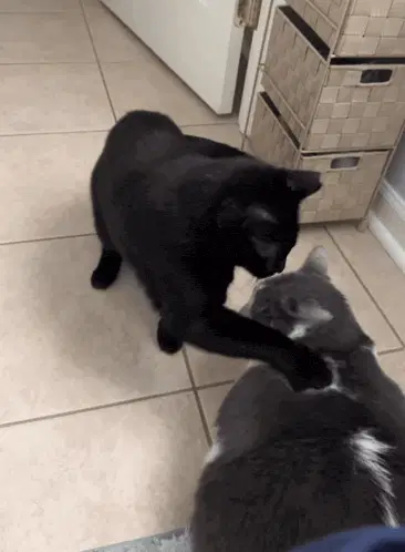 Cat Cat Punch – free GIF download | memes GIF | meme platform