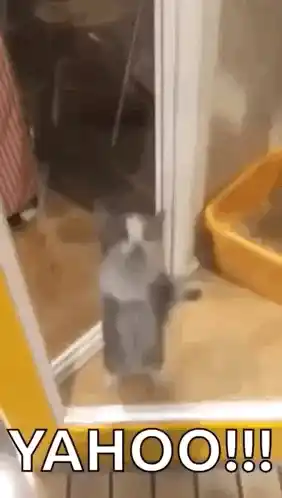 Excited Kitten's Happy Dance